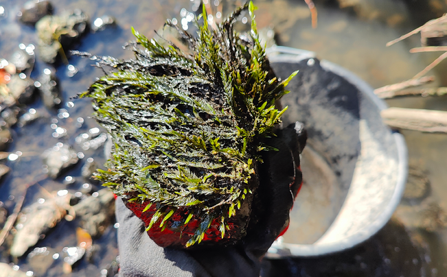 Näkinsammal on tärkeä osa Kuninkojan puroluontoa.