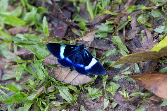 Milionia delicatula, tutkimuksessa käytetty päiväaktiivinen yöperhoslaji Indonesiasta. Päiväaktiiviset yöperhoset ovat usein yöaktiivisia sukulaisiaan värikkäämpiä. 