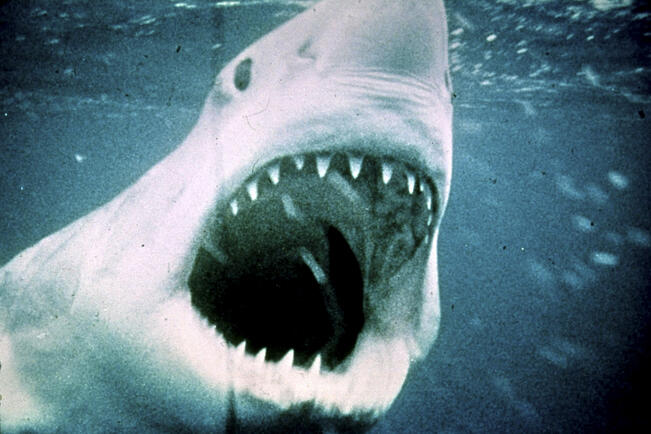 Tappajahai nähdään Samppalinnan maauimalassa.