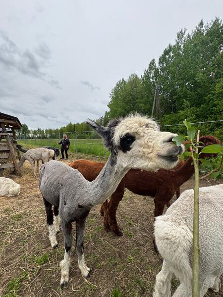 Mira Tiinuksen alpakkapoikien laumaan kuuluu 12 voimakasluonteista yksilöä.