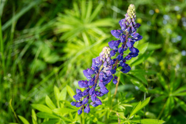 Lupiini on näyttävä mutta haitallinen vieraslaji, joka leviää nopeasti. Se tuottaa kukinta-aikaan runsaasti siitepölyä.