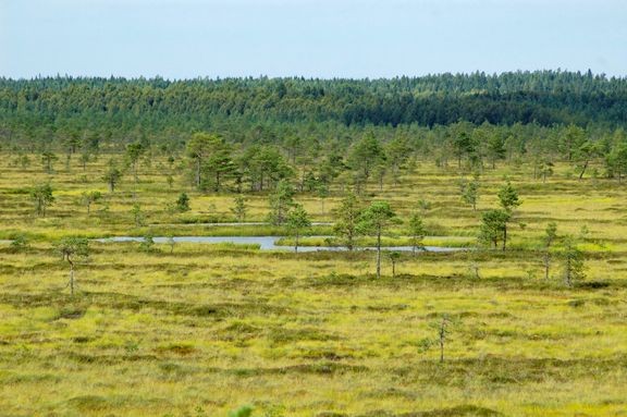 Kurjenrahkan kansallispuisto on yksi Etelä-Suomen suurimmista lähes yhtenäisenä säilyneistä suoalueista.  
