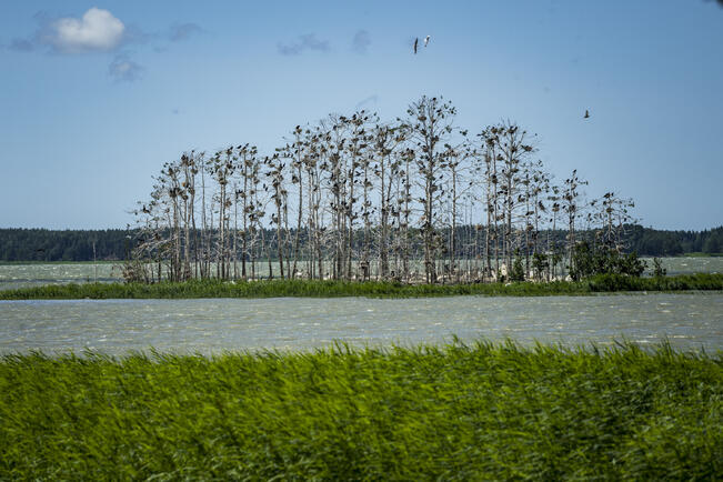 Merimetsosaari Maskun Pikisaaren uimarannan edustalla.