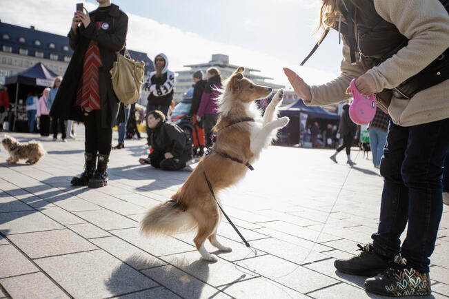 Hännät heiluu -kiertue saapuu kolmatta kertaa Turkuun.