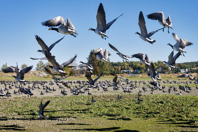 Suomessa viikonlopun runsain laji oli valkoposkihanhi.