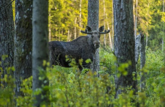 Eläinkolarit ovat olleet useiden vuosien ajan laskussa, mutta tänä vuonna ne ovat lähteneet Ifin tilastojen mukaan taas kasvuun. 
