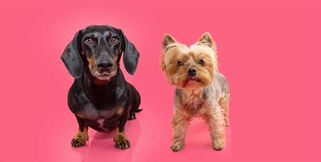 Koirilla todetaan nisäkasvaimia enenevissä määrin. 