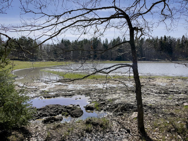 Kosteikkoa Ruissalon Kallanpäässä.