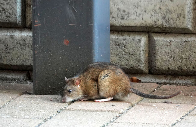 Rottien torjunta on kiinteistön omistajan, ei kaupungin vastuulla.