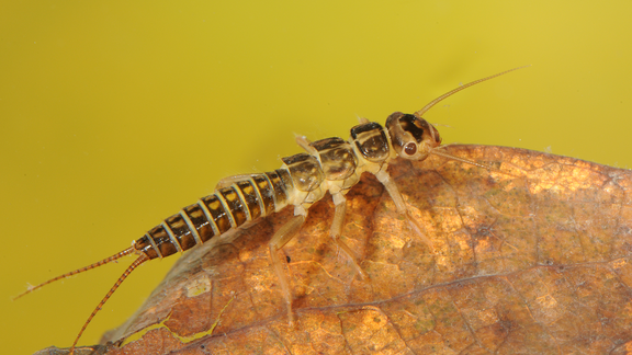 Koskikorentoihin kuuluvien yleisten kirjokorrien (Isoperla spp.) toukat el&#228;v&#228;t virtavesien pohjalla. Suvun alueellinen esiintyvyys on v&#228;hentynyt merkitt&#228;v&#228;sti ihmistoiminnan takia. 
