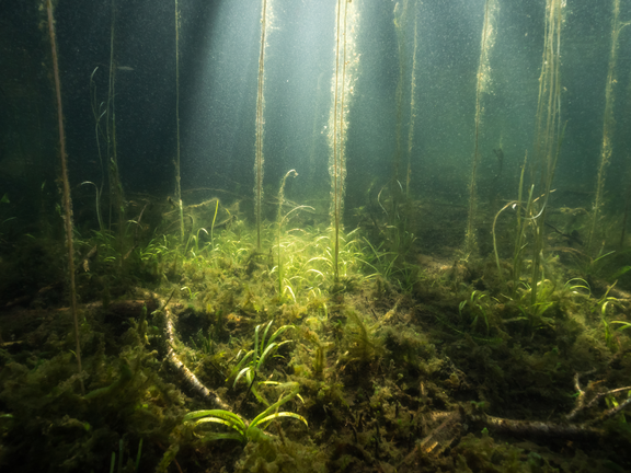 Nuottaruoho (Lobelia dortmanna) viihtyy kirkasvetisissä järvissä. Lajin alueellinen esiintyvyys on vähentynyt merkittävästi ihmistoiminnan takia.