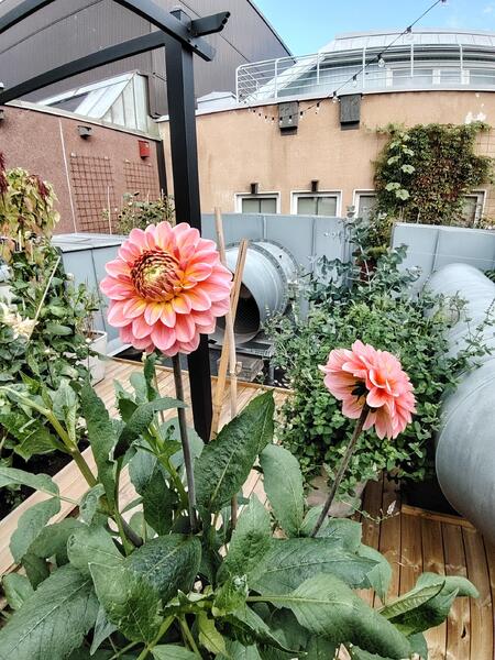 Hansakorttelin viherterassin kasvit valitsee salaperäinen Vihermummo.