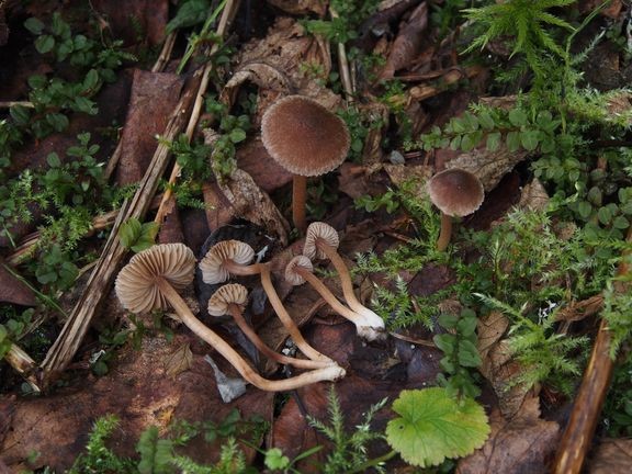 Tutkijoiden l&#246;yt&#228;m&#228;&#228;n uuteen Inocybe minata -lajiin kuuluvia sieni&#228;. 
