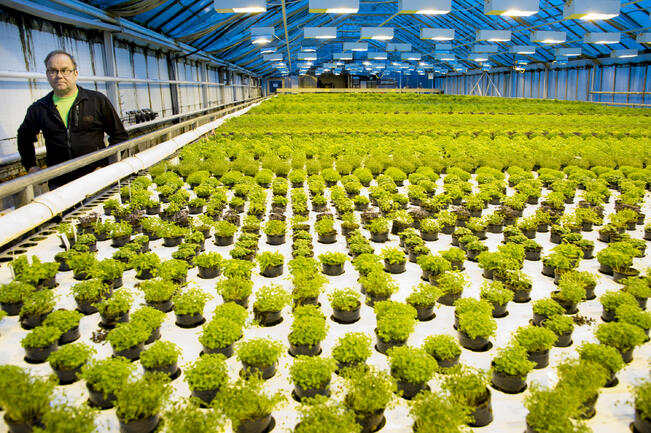 Kasvisten tuotanto on taloudellisesti merkittävä tuotantosuunta Suomessa. Kuva on Oksasen Puutarhasta Paattisilta.