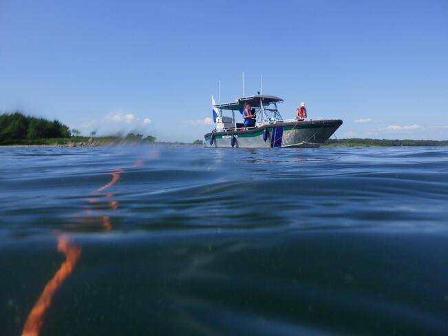 Itämeren luontoa uhkaavat rehevöityminen, saastuminen ja ilmastonmuutos.