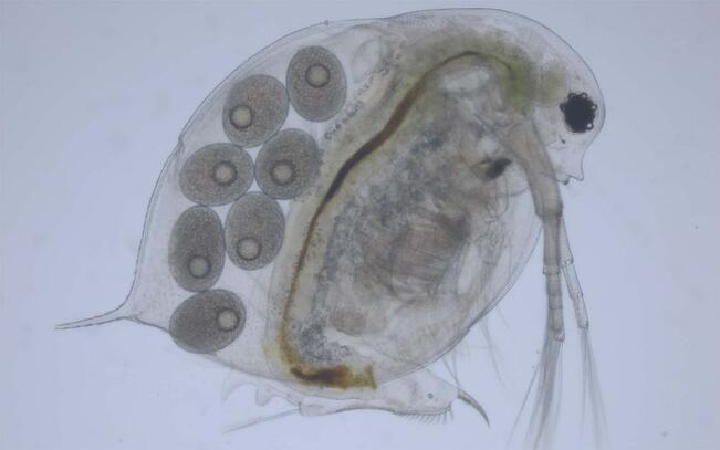 Vesikirppu (Daphnia pulicaria), joka kantaa munia sikiötaskussaan.