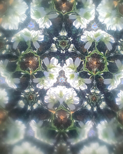 Anna K Greus, Kaleidoskooppikasvisto Berteroa incana.