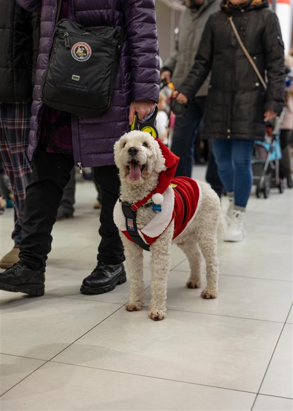 Joulukauden avauspäivän suosittuun koirakulkueeseen odotetaan tänäkin vuonna paria sataa koiraa taluttajineen.