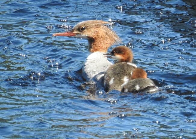 Jari Näränen, Isokoskelot, 2017, valokuva.