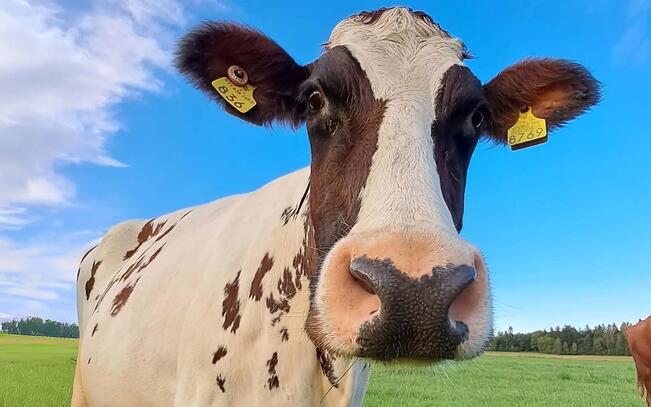 Kaikkialla maatalousympäristössä esiintyvät mikromuovit häiritsevät tuotantoeläinten suolistomikrobeja ja käymisprosesseja. 