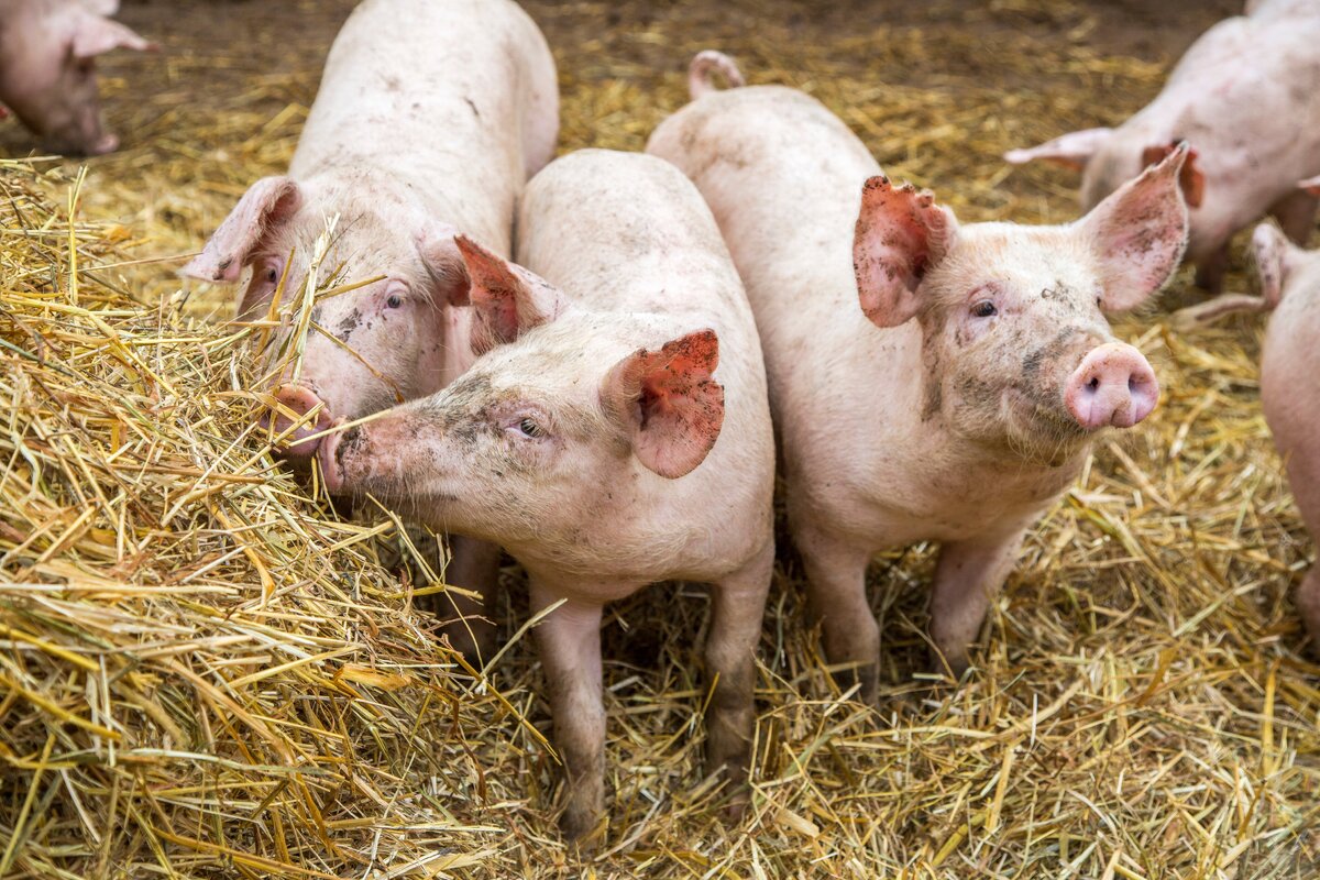 Luomutuotannossa korostuvat tavanomaista tuotantoa tiukemmat vaatimukset sikojen hyvinvoinnille.