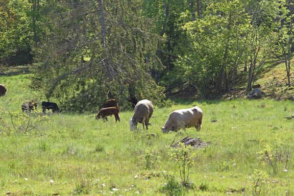 Perinteiset maatalousmenetelmät voivat auttaa säilyttämään luonnon monimuotoisuutta. Laiduntaminen on yksi keskeisistä tavoista ylläpitää avoimia elinympäristöjä.
