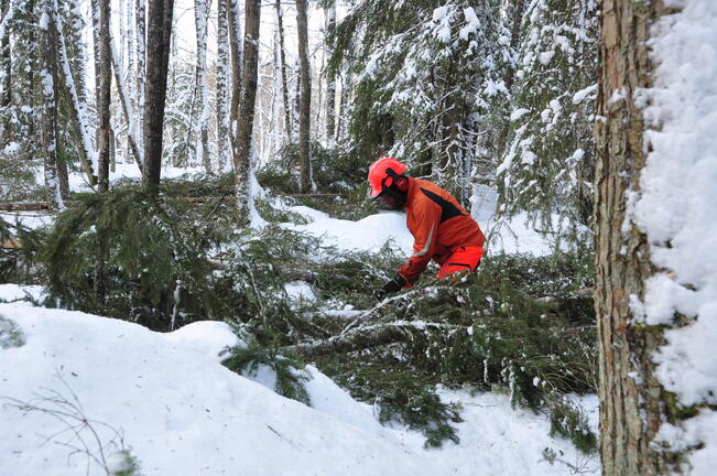 Lehdon hoitoa talvella.
