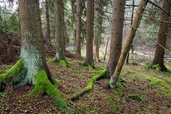 Korvattomanojan puronvarsilehto Liedossa on Havumets&#228;n lasten suojelumets&#228;. 