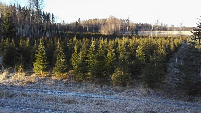 Suurin osa joulukuusista tulee kotimaisilta viljelmiltä.