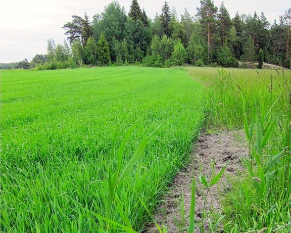 Saaristomeren valuma-alueen viljelijöille tarjotaan mahdollisuus saada avustusta peltojen korkean fosforipitoisuuden alentamiseen. 
