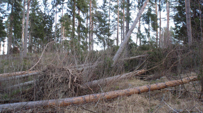 Myrskypuiden korjuu kannattaa jättää ammattilaisten tehtäväksi.
