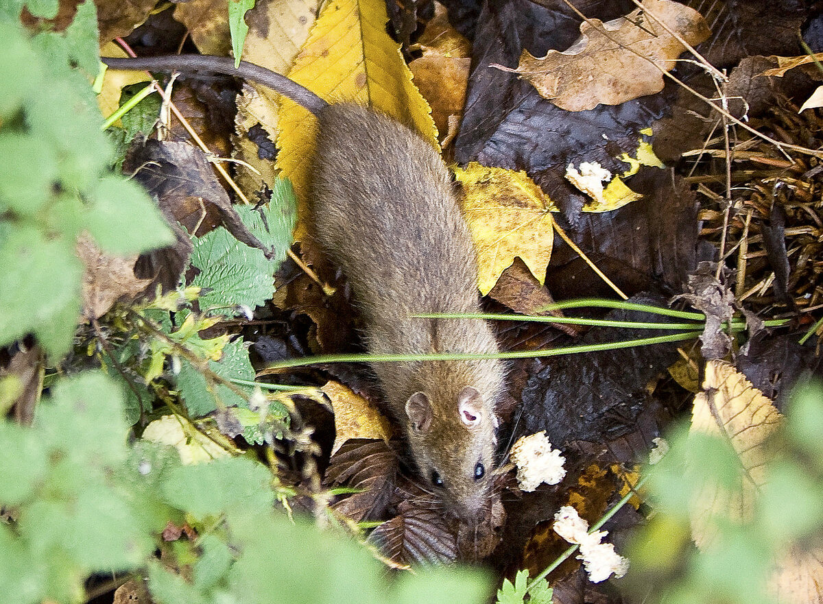 Rotat liikkuvat siellä, missä ne voivat saada ruokaa. 