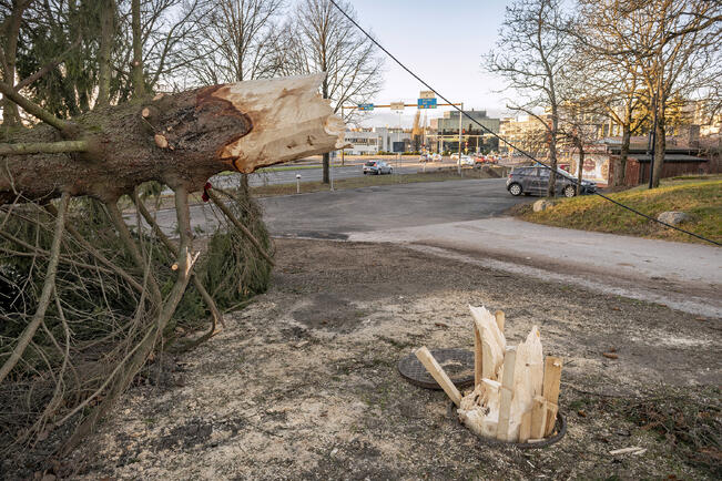 Hannes-myrskyn aiheuttamien tuhojen laajuus oli poikkeuksellinen.