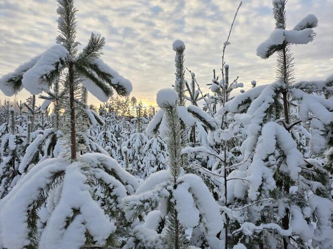 Metsäkiinteistömarkkinoilla on takana vilkas vuosi. 