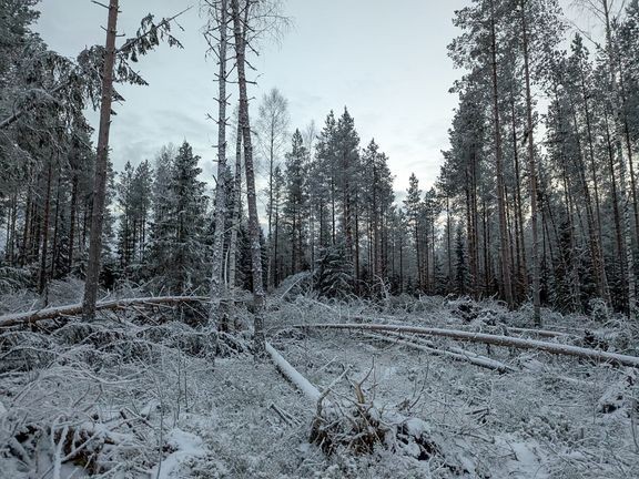 Hannes-myrskyn aiheuttamia tuhoja. 