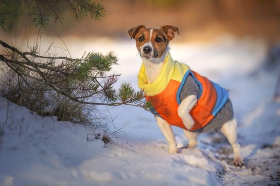 Nykykoira viettää suuren osan vuorokaudesta sisätiloissa, eikä se ehdi sopeutua pakkasiin vain muutamien tuntien päivittäisen ulkoilun aikana.  