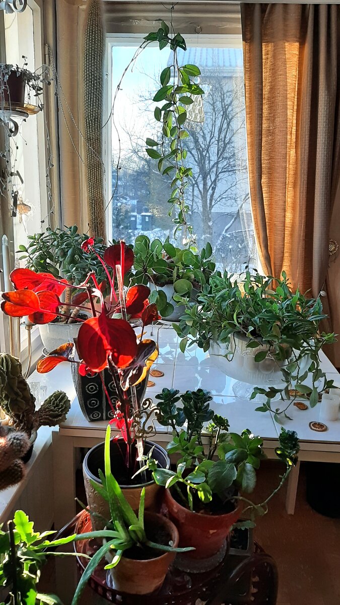 Mullan- ja ruukunvaihtoa tarvitaan, että juuret saavat lisää elintilaa ja ravinteita. 