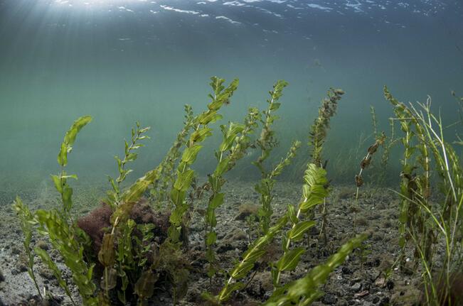 Baltic Sea Action Group (BSAG) työskentelee Itämeren ja sen meriluonnon pelastamiseksi.  