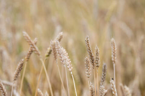 Alkutuottaja ansaitsee isomman katteen, arvioi kirjoittaja.