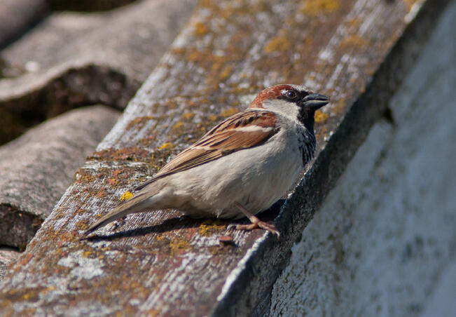 Varpusen kanta oli suurimmillaan 1960- ja 1970-lukujen vaihteessa. Nykyään kanta on selvästi alle kymmenen prosenttia silloisesta määrästä. 