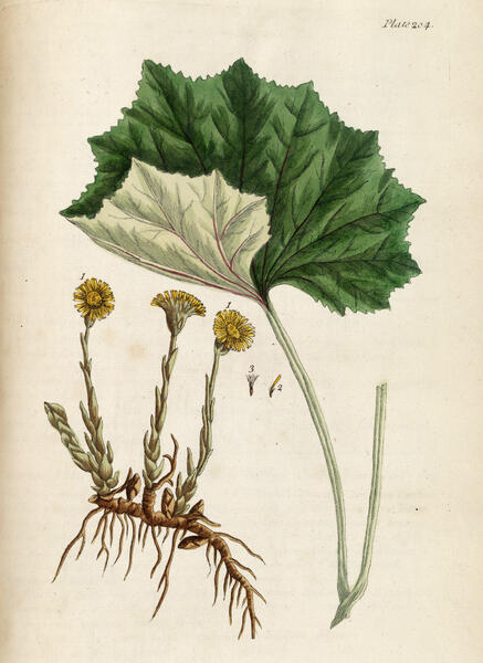 Leskenlehti (Tussilago farfara). Elizabeth Blackwell, A Curious Herbal vol. 1, 1737.