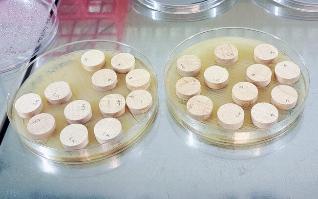 Bakteerit menestyvät paremmin käsittelemättömillä kuin käsitellyillä puupinnoilla.