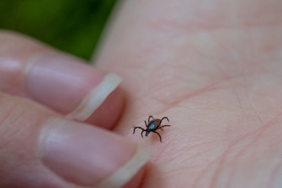 Puutiaiset lähtevät etsimään veriaterioita talvileponsa jälkeen, kun lumet sulavat ja lämpötila nousee noin viiteen asteeseen.  
