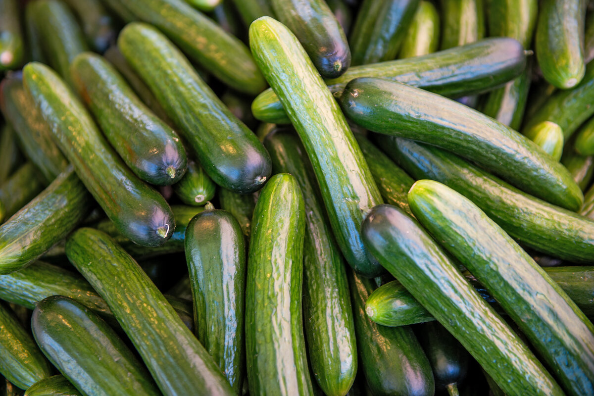 Kotimaista kurkkua viljeltiin viime vuonna ennätykselliset 56 miljoonaa kiloa.