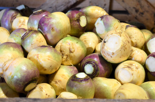 Lanttu on tunnettu myös näillä nimillä: räätikkä, sinikka ja juuriska.