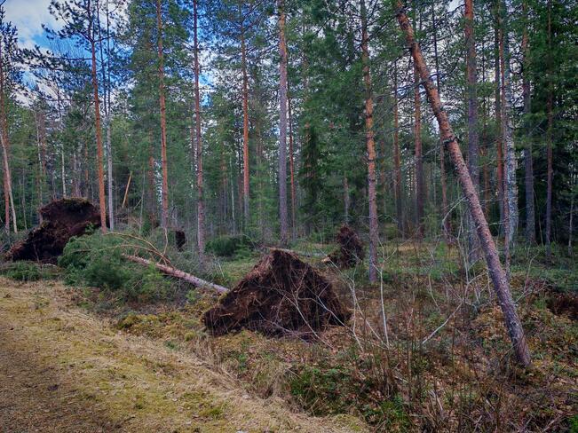 Hannes-myrskyn kaatamia puita Etelä-Pohjanmaalla.
