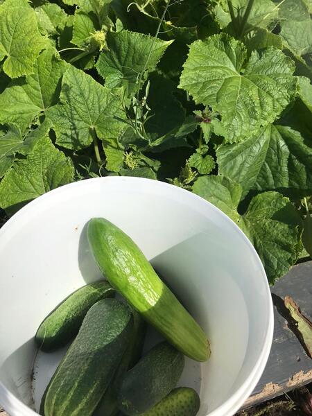 Turun alueella sijaitsevat viljelypalstat tarjoavat mahdollisuuden kasvattaa omia vihanneksia, yrttejä ja juureksia.