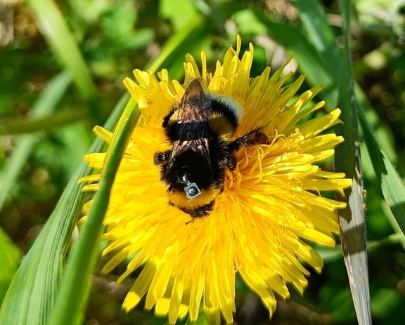 Tutkijat seurasivat kimalaisten liikkumista niihin kiinnitettyjen RFID-tunnisteiden avulla.  
