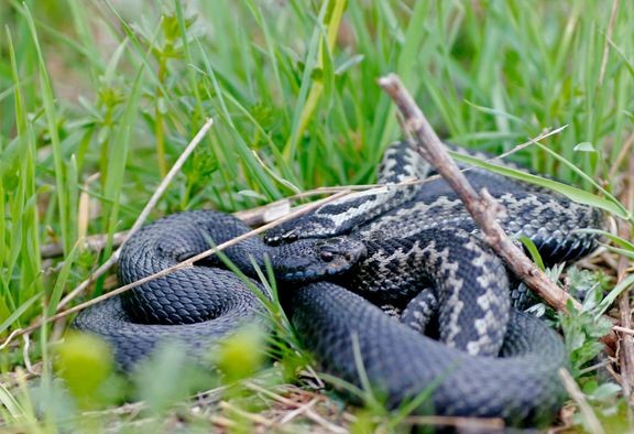 Kyyn purema voi olla koiralle kohtalokas. Vahinkoilmoitusten määrä on lähtenyt huhtikuussa jyrkkään nousuun.  