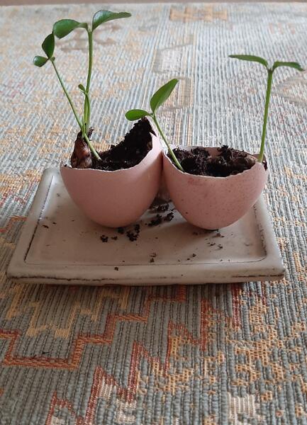 Kasvu alkaa terveellisessä kalkkikuoressa.